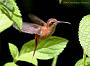 Hummingbird Garden Photo: Little Hermit